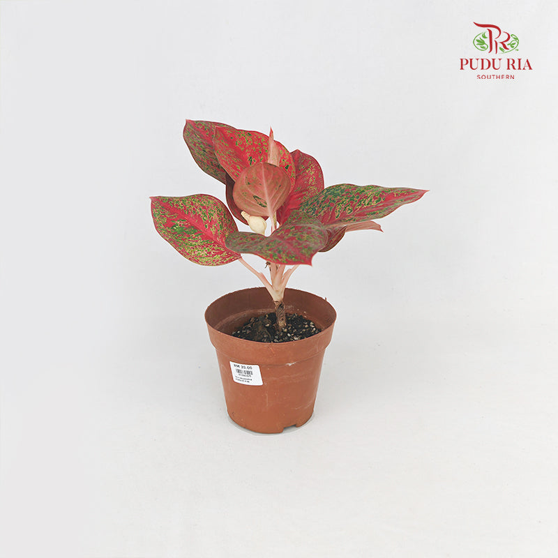 Aglaonema Stardust