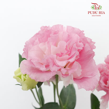 Eustoma Pink Sunshine (12-15 Stems) - Pudu Ria Florist Southern