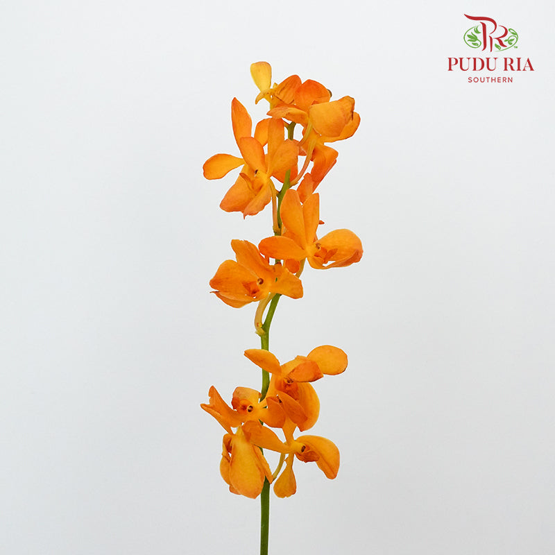 Mokara Orchid Orange / 10 Stems - Pudu Ria Florist Southern