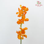 Mokara Orchid Orange / 10 Stems - Pudu Ria Florist Southern