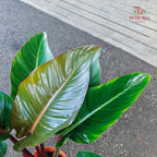 Philodendron Red Congo P21CM