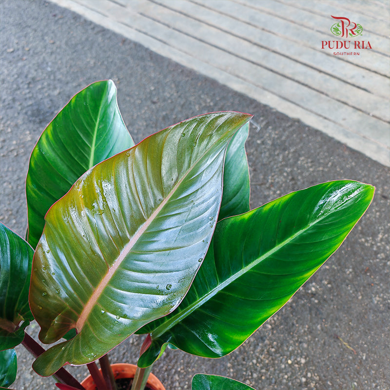 Philodendron Red Congo P21CM