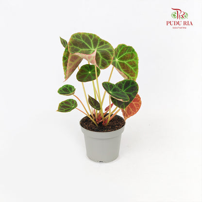 Begonia - Goegoensis