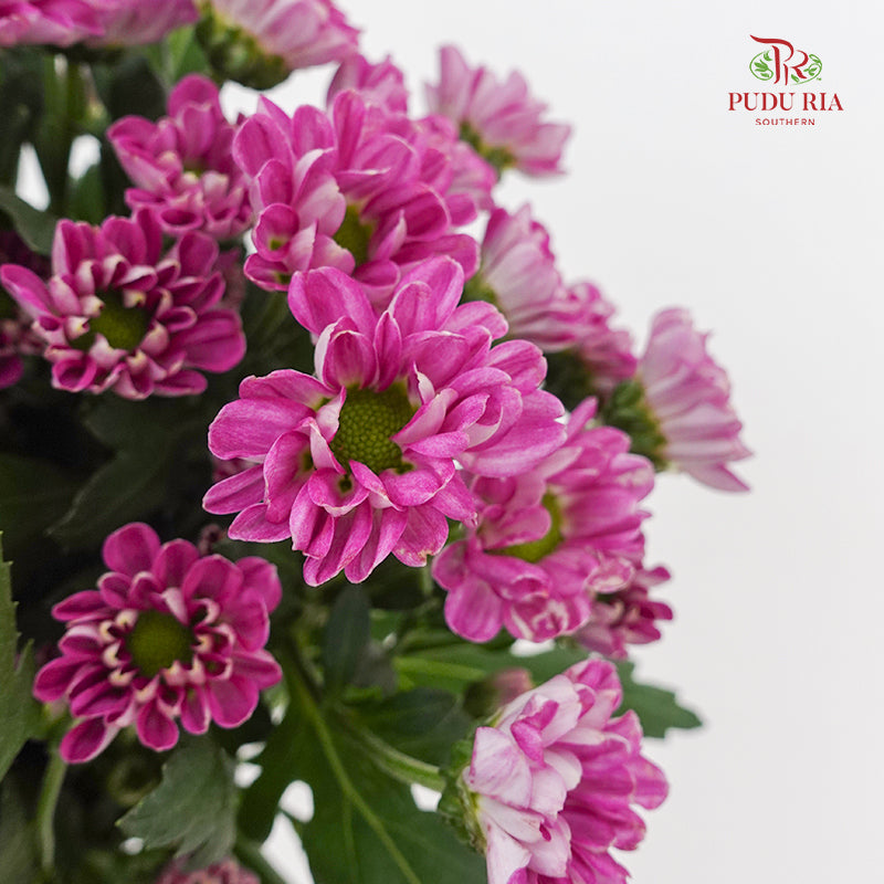Chrysanthemum Calimero Pompom Rossi Splendid - (10-12 Stems)