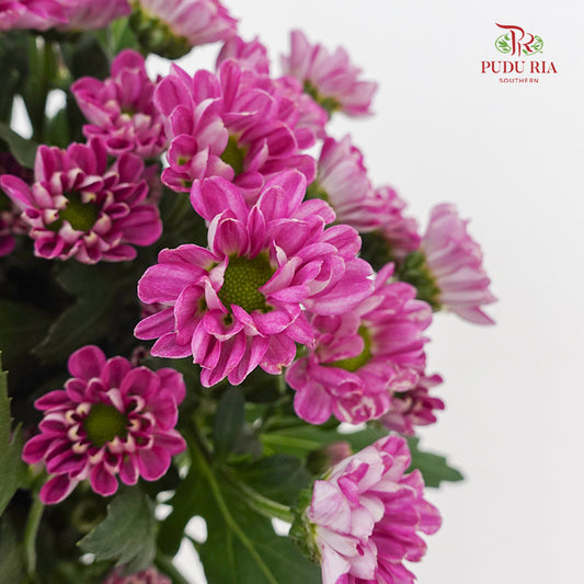 Chrysanthemum Calimero Pompom Rossi Splendid - (10-12 Stems)
