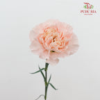 Carnation Liu Guang 流光康乃馨- (18-20 Stems)