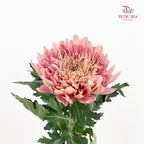 Net Mum Chrysanthemum Dark Pink 深粉色网菊 - (5-6 Stems)