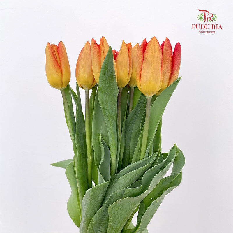 Tulip Orange 郁金香 - (8-10 Stems)