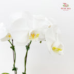 Phalaenopsis Orchid White Double Stem