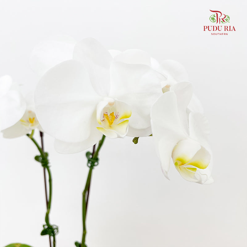 Phalaenopsis Orchid White Double Stem