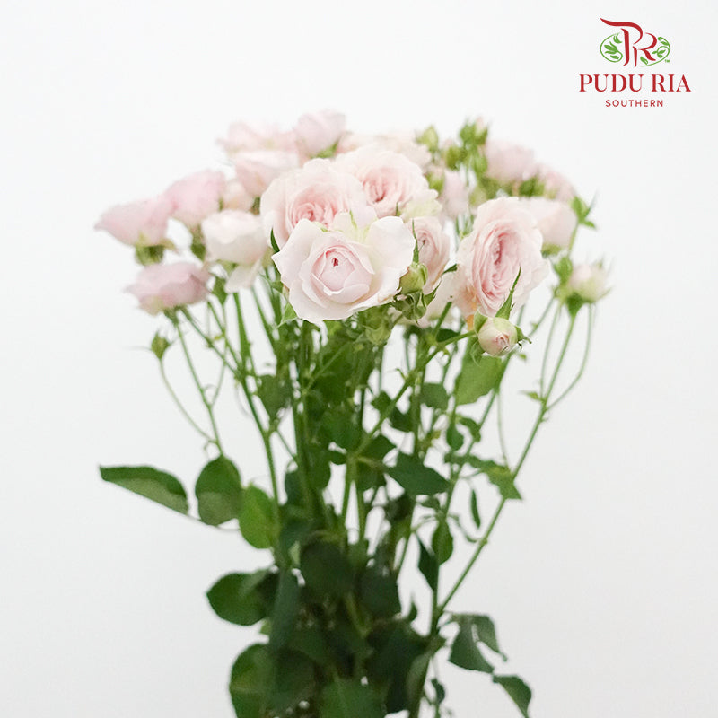 Rose Spray Kiss Of The fairy  (8-10 Stems) - Pudu Ria Florist Southern