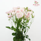 Rose Spray Kiss Of The fairy  (8-10 Stems) - Pudu Ria Florist Southern
