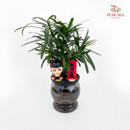 CNY26 Hydro Podocarpus Nezha