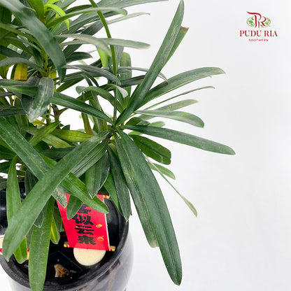 CNY26 Hydro Podocarpus Nezha