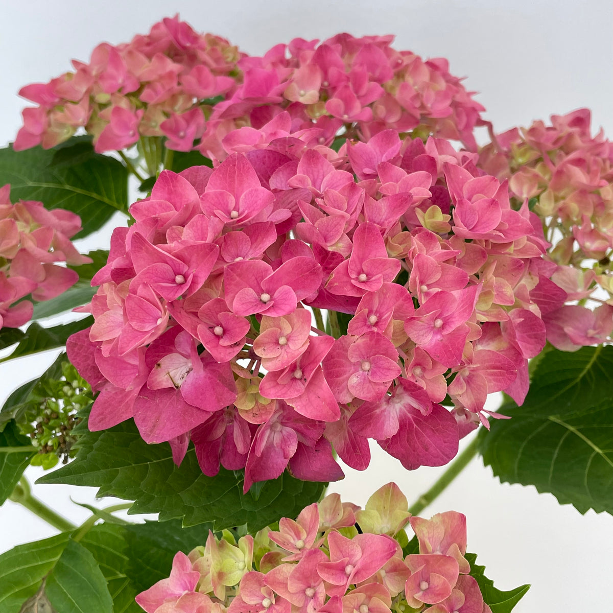 Hydrangea Plant