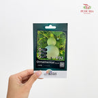Flowers & Herbs Seeds
