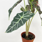 Alocasia Polly