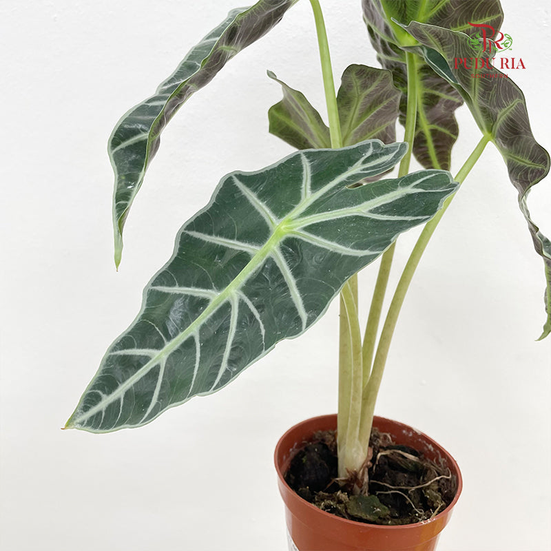 Alocasia Polly