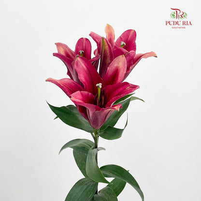 Lily Red - (5 Stems)
