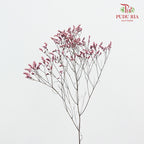 Dry Caspia - Pink