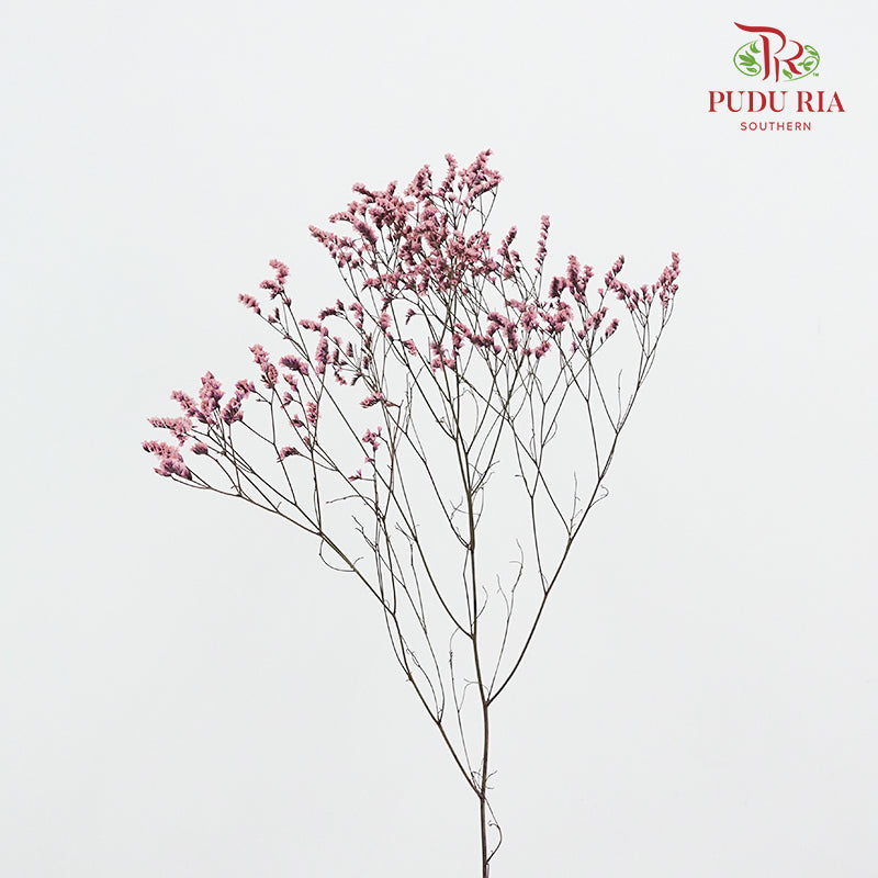 Dry Caspia - Pink
