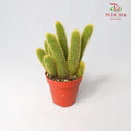 Cactus Mix 3 - Pudu Ria Florist Southern