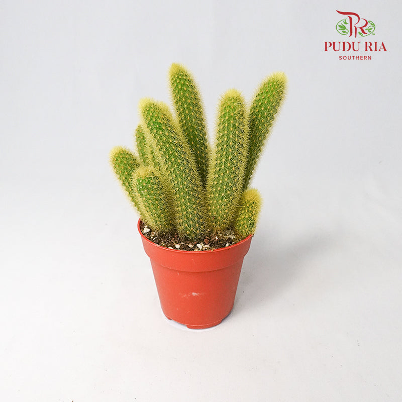 Cactus Mix 3 - Pudu Ria Florist Southern