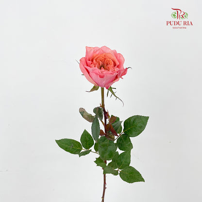 Rose Mikoto - (8-10 Stems)