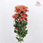 Chrysanthemum Pompom Orange 2 - (10-12 Stems)