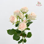 Rose Spray Roslin - (8-10 Stems)