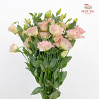 Eustoma Champagne - (12-15 Stems)