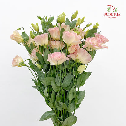 Eustoma Champagne (12-15 Stems)