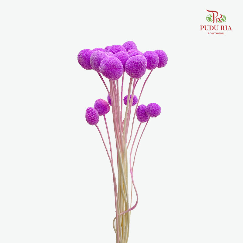 Preservative Craspedia - Purple