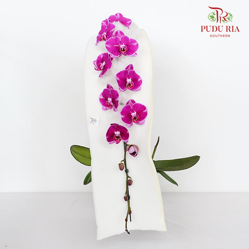 Phalaenopsis Orchid Spots Purple Premium Big Single Stem