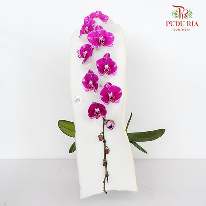 Phalaenopsis Orchid Spots Purple Premium Big Single Stem