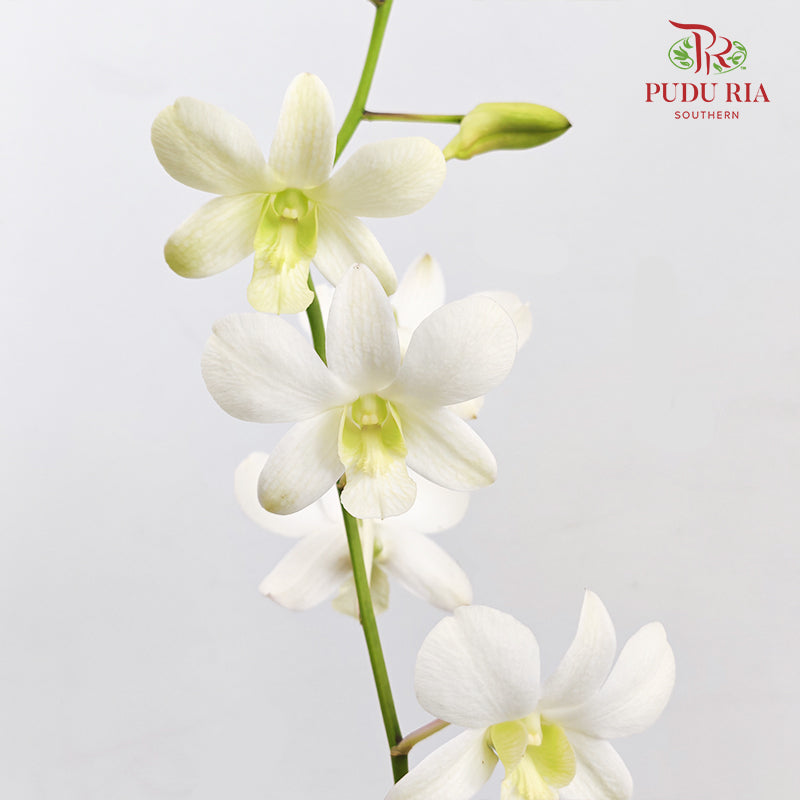 Dendrobium Orchid Pot - White