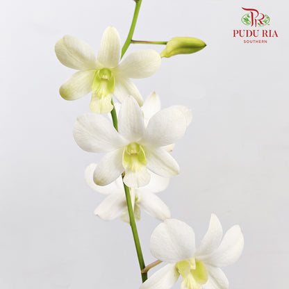 Dendrobium Orchid Pot - White