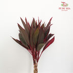 Snow Red (Cordyline Red) - Per Pack - Pudu Ria Florist Southern