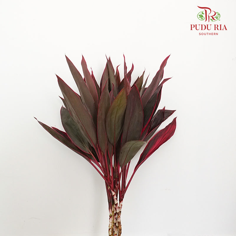 Snow Red (Cordyline Red) - Per Pack - Pudu Ria Florist Southern