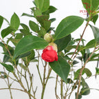 Camellia Chi Dan