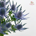 Eryngium Blue 刺芹 - (5 Stems)