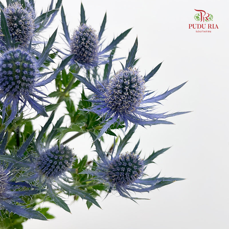 Eryngium Blue 刺芹 - (5 Stems)