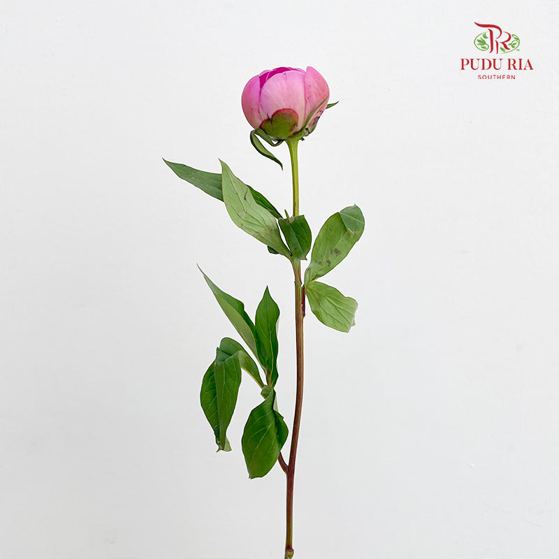 Peony Si Chuan Pink - (5 Stems)