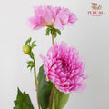 Dahlia Light Purple - (Per Bunch) - Pudu Ria Florist Southern