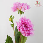 Dahlia Light Purple - (Per Bunch) - Pudu Ria Florist Southern