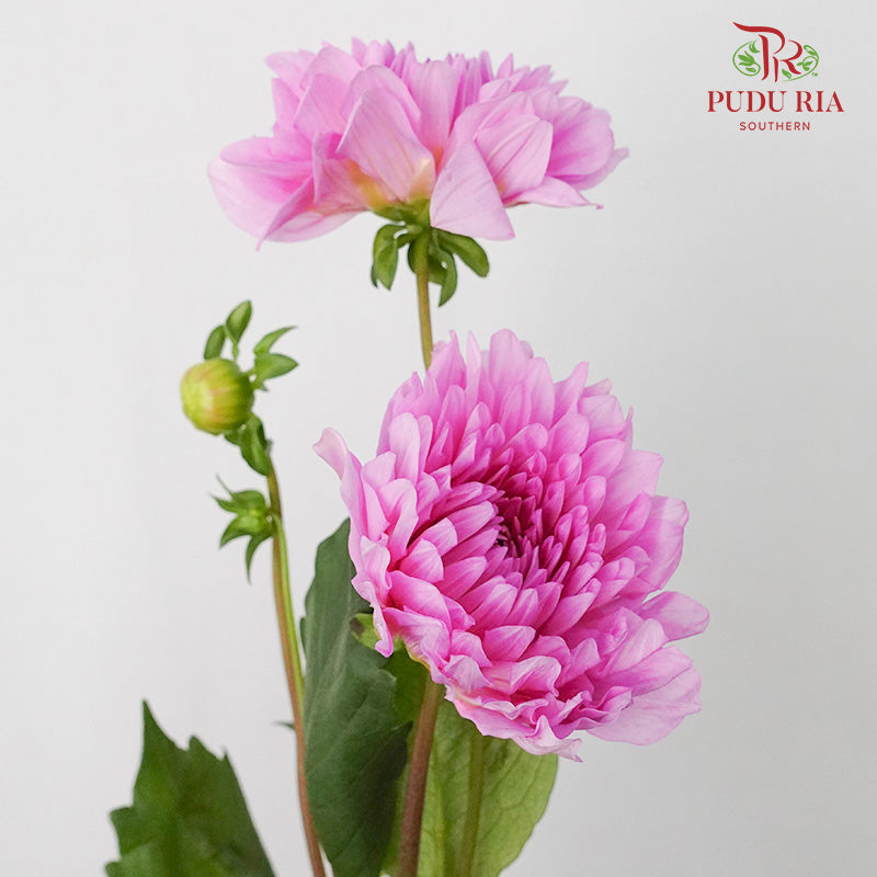 Dahlia Light Purple - (Per Bunch) - Pudu Ria Florist Southern