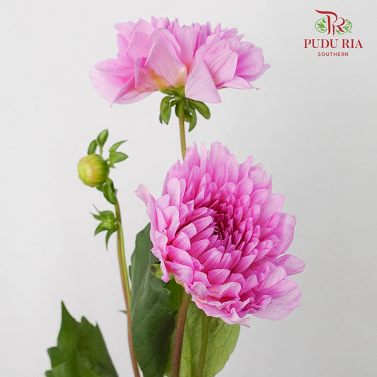 Dahlia Light Purple - (Per Bunch) - Pudu Ria Florist Southern