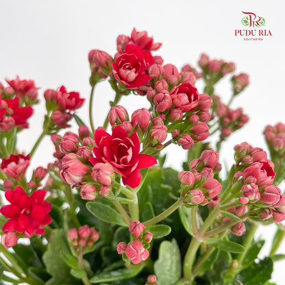 Kalanchoe 万紫千红