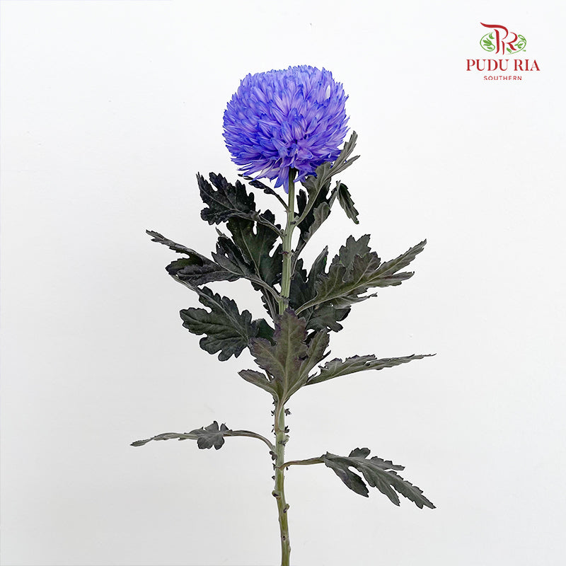 Peony Chrysanthemum Dyed Purple 牡丹菊 - (5 Stems)