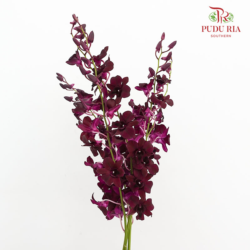 Dendrobium Orchid Dark Purple (XL) - (5 Stems)